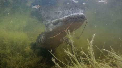 An-amazing-shot-of-an-alligator-swimming-underwater-1