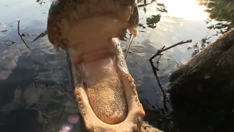 Ein-Alligator-Taucht-Aus-Einem-Sumpf-Auf-Und-Berührt-Die-Kamera-Mit-Seiner-Schnauze