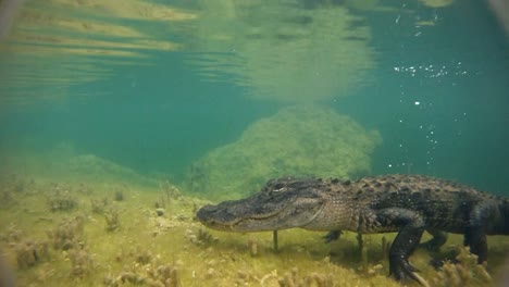 A-dangerous-shot-approaching-an-alligator-underwater-1
