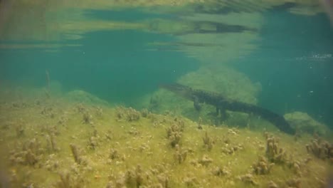 An-alligator-swims-underwater
