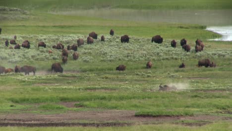 Búfalos-Pastan-En-La-Distancia-En-El-Parque-Nacional-De-Yellowstone-1