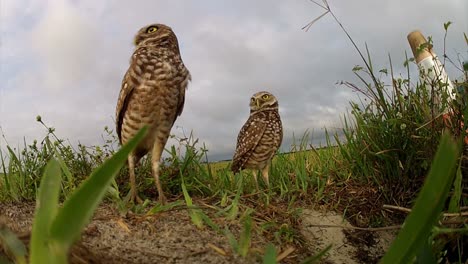 Two-burrowing-owls-guard-their-nest