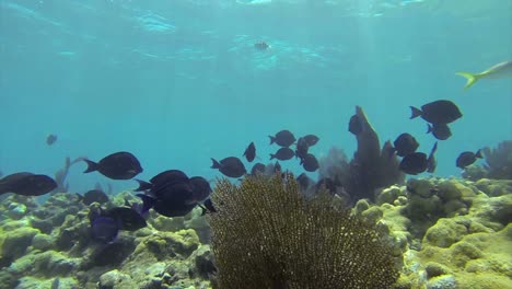 Wunderschöne-Tropische-Fische-Schwimmen-Unter-Wasser-Um-Ein-Riff-Herum