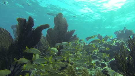 Beautiful-tropical-fish-swim-around-a-reef-underwater-3