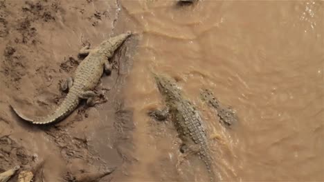 Crocodiles-wallow-in-the-mud-in-Costa-Rica