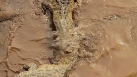 Crocodiles-wallow-in-the-mud-in-Costa-Rica-1