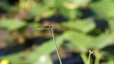 A-dragonfly-poses-atop-a-plant-1