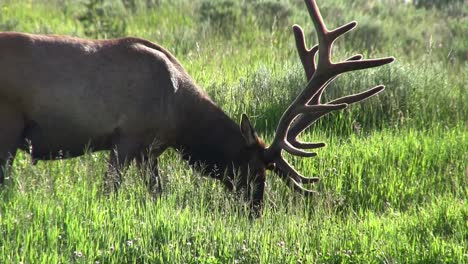A-bull-elk-grazes-in-a-field