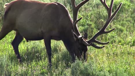 A-bull-elk-grazes-in-a-field-1