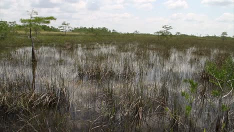 Schwenk-über-Die-Everglades-Von-Florida
