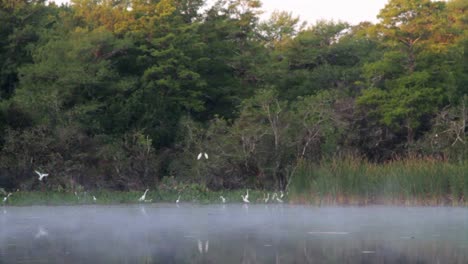 Fog-over-the-Florida-Everglades-with-birds-flying