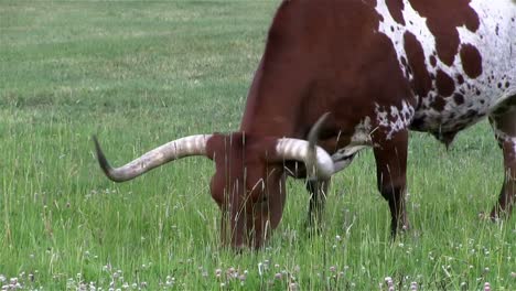 A-Texas-longhorn-cow-grazes-in-a-field