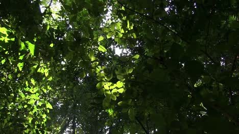 Ein-Niedriger-Winkel-Mit-Blick-Auf-Die-Baumkronen-Des-Waldes-Mit-Sonnenlicht