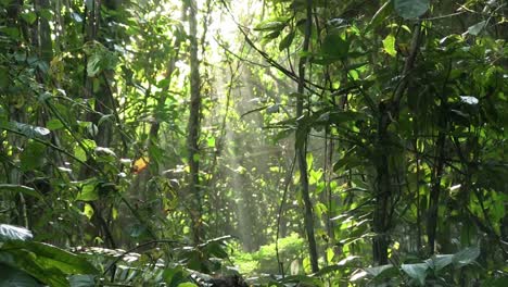 A-slow-tilt-up-in-a-beautiful-jungle-rainforest