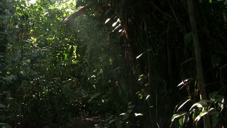 A-slow-tilt-up-in-a-beautiful-lush-jungle-rainforest