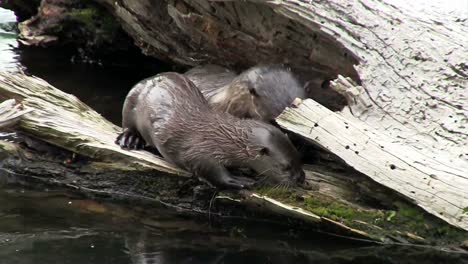 River-otters-play-along-the-shore