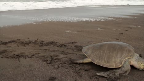 Eine-Meeresschildkröte-Kämpft-Sich-Den-Strand-Hinauf,-Um-Eier-In-Den-Sand-Zu-Legen