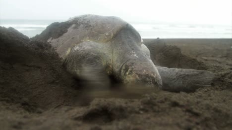 Eine-Meeresschildkröte-Gräbt-Beim-Eierlegen-Im-Sand-1