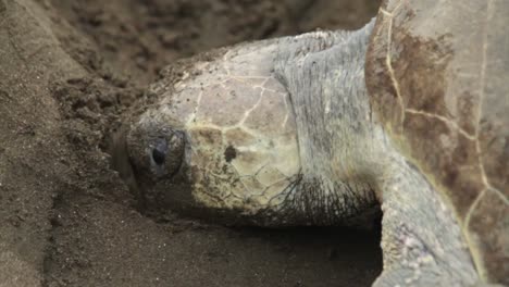 A-sea-turtle-digs-in-the-sand-while-laying-eggs-2