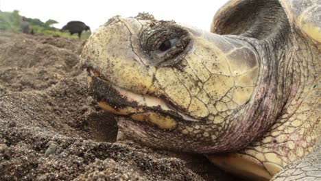 Nahaufnahme-Des-Gesichts-Einer-Meeresschildkröte,-Die-Eier-Legt-Laying