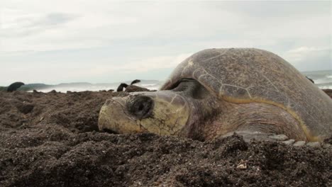 Mittlere-Aufnahme-Des-Gesichts-Einer-Meeresschildkröte-Am-Strand,-Die-Eier-Legt