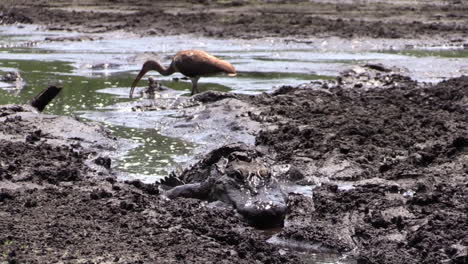 Alligator-in-the-mud-approaches-1