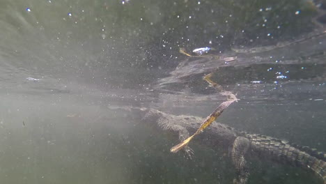 Remarkable-shot-of-an-alligator-swimming-underwater