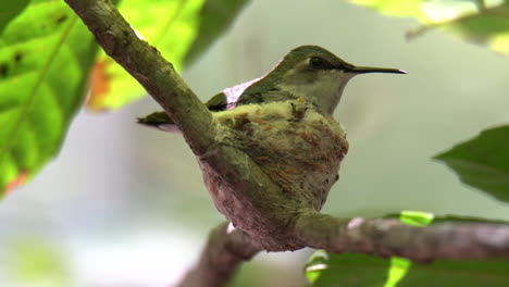 Ein-Bienenkolibriweibchen-Ruht-In-Ihrem-Nest-In-Kuba