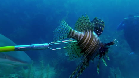 A-reef-shark-bites-a-lionfish-from-a-divers-pole