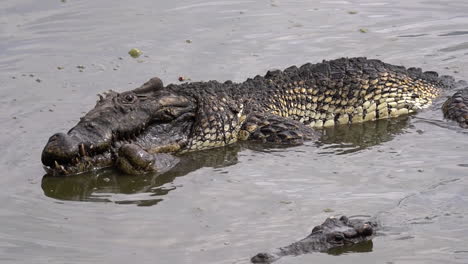 Krokodile-Paaren-Sich-In-Schlammigem-Wasser-In-Kuba-1