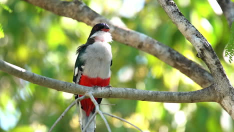 Nahaufnahme-Eines-Kubanischen-Trogon-Vogels