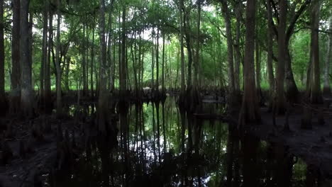 POV-shot-traveling-through-a-dark-cypress-swamp