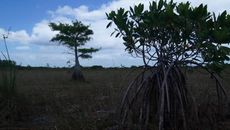 Gute-Zeitrafferaufnahme-Von-Mangroven-Und-Zypressen-In-Den-Everglades