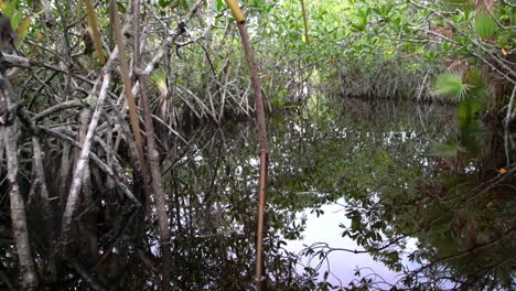 Pov-Von-Einem-Boot-Durch-Die-Florida-Everglades