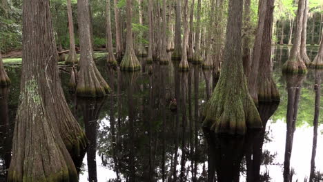 Ein-Schwenkender-Blick-Auf-Einen-Zypressensumpf-In-Den-Everglades-Florida