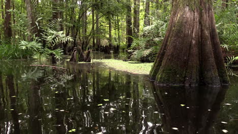An-establishing-shot-of-a-cypress-swamp-in-the-Everglades-Florida