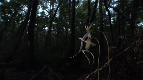A-ghost-orchid-grows-in-the-Everglades-in-Florida-1