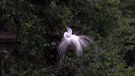 Silberreiher-Männchen-Zeigt-Paarungsverhalten-In-Den-Everglades-Von-Florida