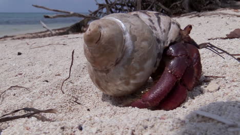 A-hermit-crab-close-up-on-a-tropical-beach