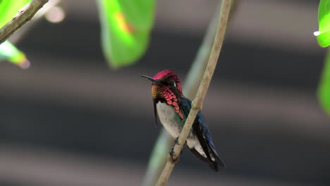 A-male-bee-hummingbird-rests-ion-a-branch-in-Cuba