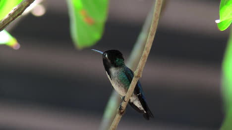 A-male-bee-hummingbird-rests-ion-a-branch-in-Cuba-1