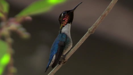 A-male-bee-hummingbird-rests-ion-a-branch-in-Cuba-2