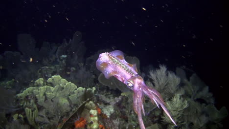 Un-Calamar-De-Arrecife-Bajo-El-Agua-Por-La-Noche