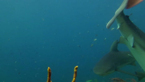 Mehrere-Haie-Werden-Von-Einem-Unterwassertaucher-Gefüttert