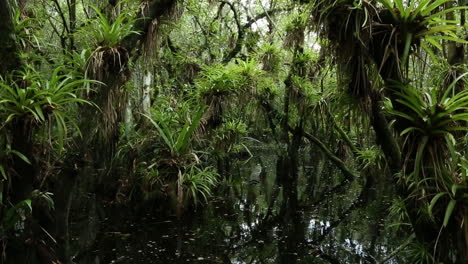 Aufsteigende-Pov-Aufnahme,-Die-Durch-Einen-Sumpf-In-Den-Everglades-Reist