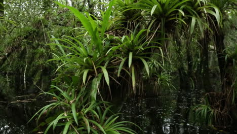 Aufsteigende-Pov-Aufnahme,-Die-Durch-Einen-Sumpf-In-Den-Everglades-Reist-1