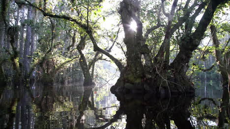 Schwenk-Durch-Einen-Nebligen-Sumpf-In-Den-Everglades