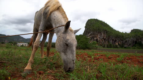 A-horse-is-tied-up-at-a-farm-in-Vinales-National-park-in-Cuba