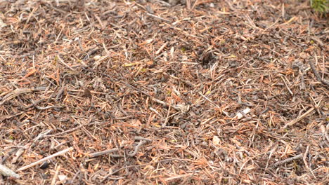 Ameisen-Schwärmen-über-Den-Ganzen-Waldboden