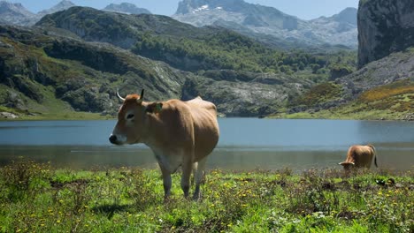 Covadonga-Cow-00